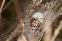 Phylloneta_impressum_D7481_Z_89_NP De Hoge Veluwe_Nederland